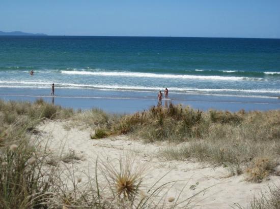 pest control papamoa