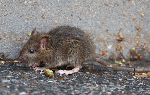 rodent control tauranga