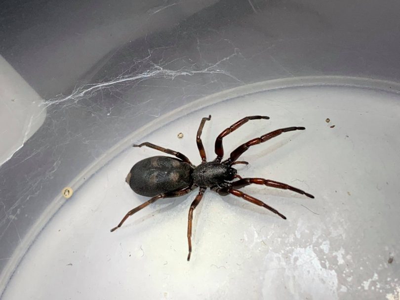 spider pest control tauranga